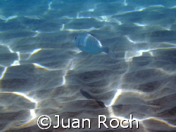 sun reflex deep by Juan Roch 